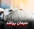 سیمان پرتلند